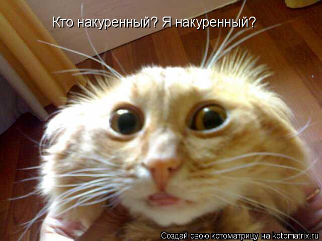 Кто накуренный? Я накуренный?... Котоматрица: Кто накуренный? Я накуренный?