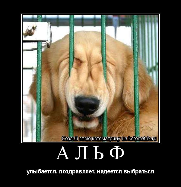 АЛЬФ улыбается, поздравляет, надеется выбраться... Котоматрица: АЛЬФ улыбается, поздравляет, надеется выбраться