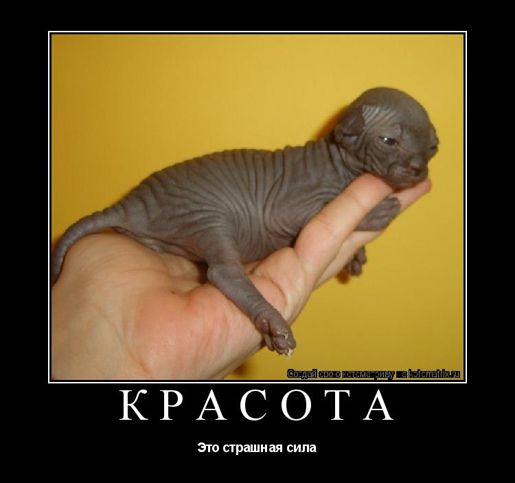 Красота Это страшная сила... Котоматрица: Красота Это страшная сила