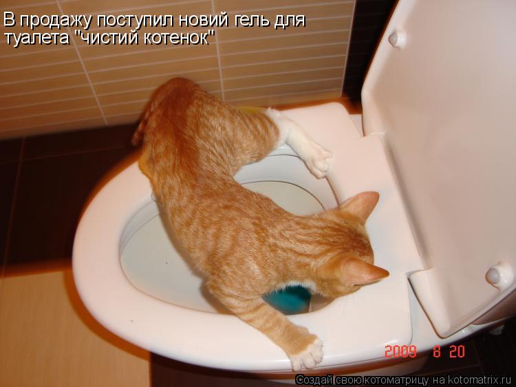 Котоматрица: В продажу поступил новий гель для туалета "чистий котенок"