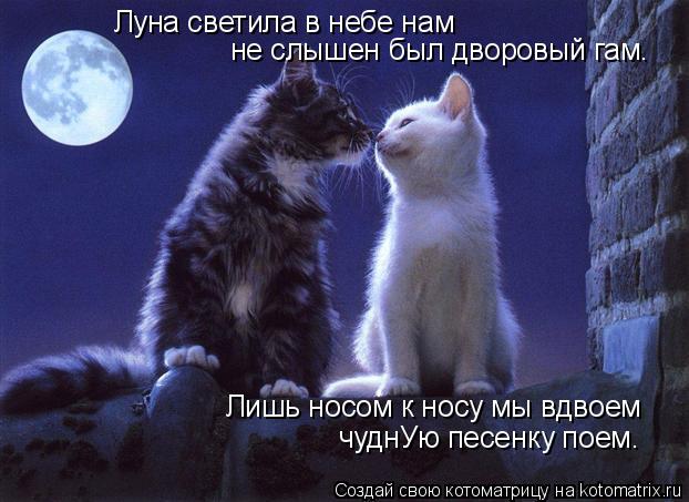 Луна светила в небе нам не слышен был дворовый гам. Лишь носом к носу мы вдвоем чуднУю песенку поем.... Котоматрица: Луна светила в небе нам не слышен был дворовый гам. Лишь носом к носу мы вдвоем чуднУю песенку поем.