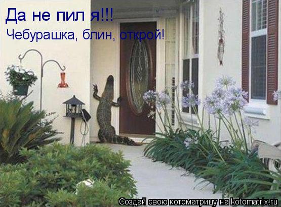 Чебурашка, блин, открой! Да не пил я!!!... Котоматрица: Чебурашка, блин, открой! Да не пил я!!!