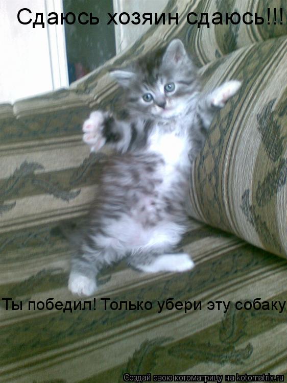 Сдаюсь хозяин сдаюсь!!! Ты победил! Только убери эту собаку! Сдаюсь хозяин сдаюсь!!! Ты победил! Тол... Котоматрица: Сдаюсь хозяин сдаюсь!!! Ты победил! Только убери эту собаку! Сдаюсь хозяин сдаюсь!!! Ты победил! Только убери эту собаку!