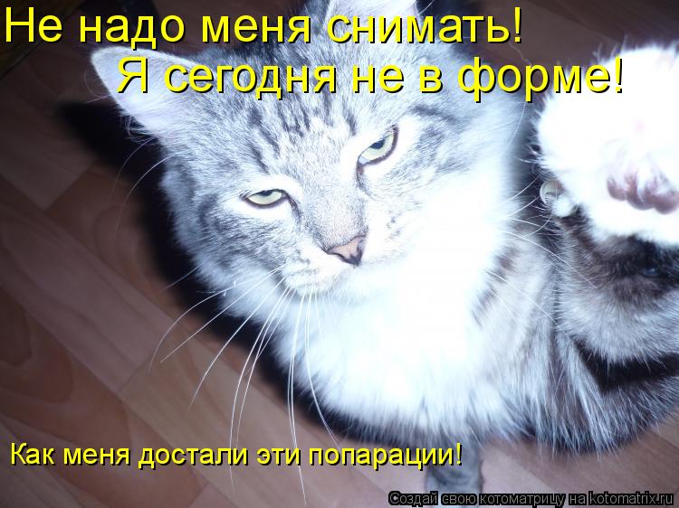 Не надо меня снимать! Я сегодня не в форме! Как меня достали эти попарации!... Котоматрица: Не надо меня снимать! Я сегодня не в форме! Как меня достали эти попарации!