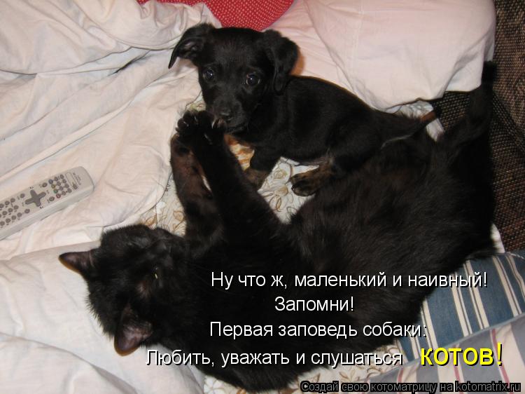 Ну что ж, маленький и наивный! Первая заповедь собаки: Запомни! котов! Любить, уважать и слушаться... Котоматрица: Ну что ж, маленький и наивный! Первая заповедь собаки: Запомни! котов! Любить, уважать и слушаться