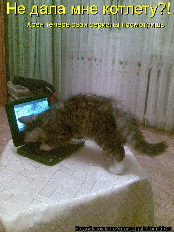 Не дала мне котлету?! Хрен теперь свои сериалы посмотришь... Котоматрица: Не дала мне котлету?! Хрен теперь свои сериалы посмотришь