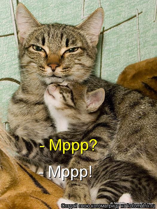 - Мррр? - Мррр!... Котоматрица: - Мррр? - Мррр!