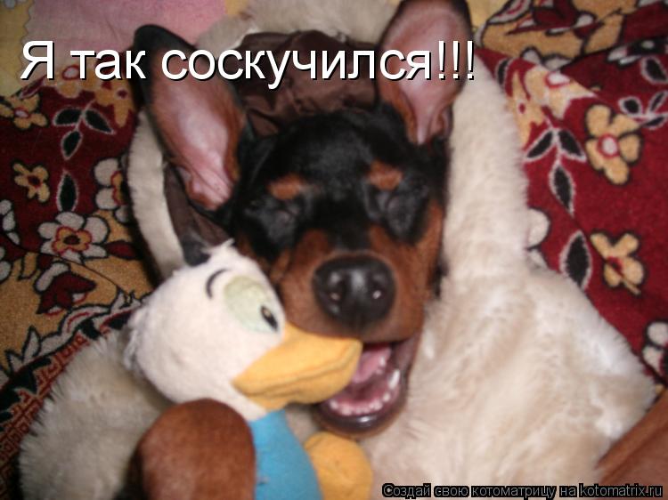 Я так соскучился!!!... Котоматрица: Я так соскучился!!!