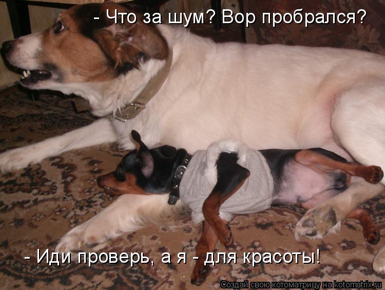 - Что за шум? Вор пробрался? - Иди проверь, а я - для красоты!... Котоматрица: - Что за шум? Вор пробрался? - Иди проверь, а я - для красоты!