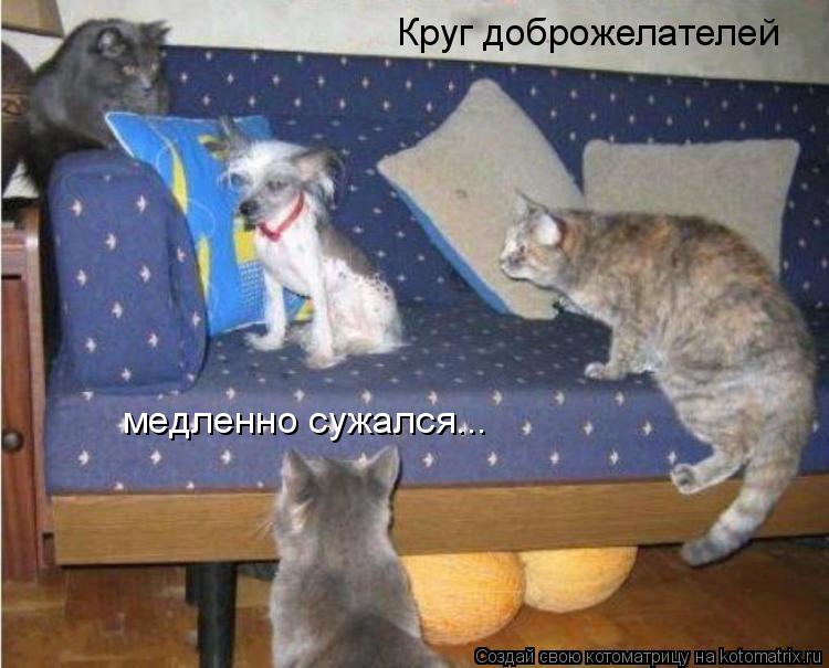 Круг доброжелателей медленно сужался...... Котоматрица: Круг доброжелателей медленно сужался...