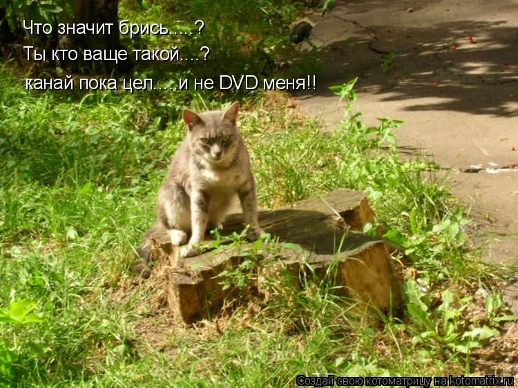 Что значит брись.....? Ты кто ваще такой....? канай пока цел.....и не DVD меня!!... Котоматрица: Что значит брись.....? Ты кто ваще такой....? канай пока цел.....и не DVD меня!!