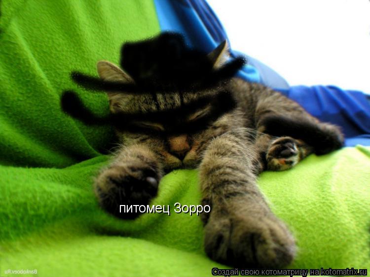 питомец Зорро... Котоматрица: питомец Зорро