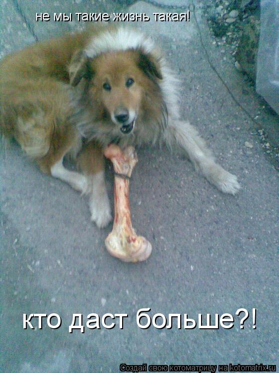 не мы такие жизнь такая! кто даст больше?!... Котоматрица: не мы такие жизнь такая! кто даст больше?!