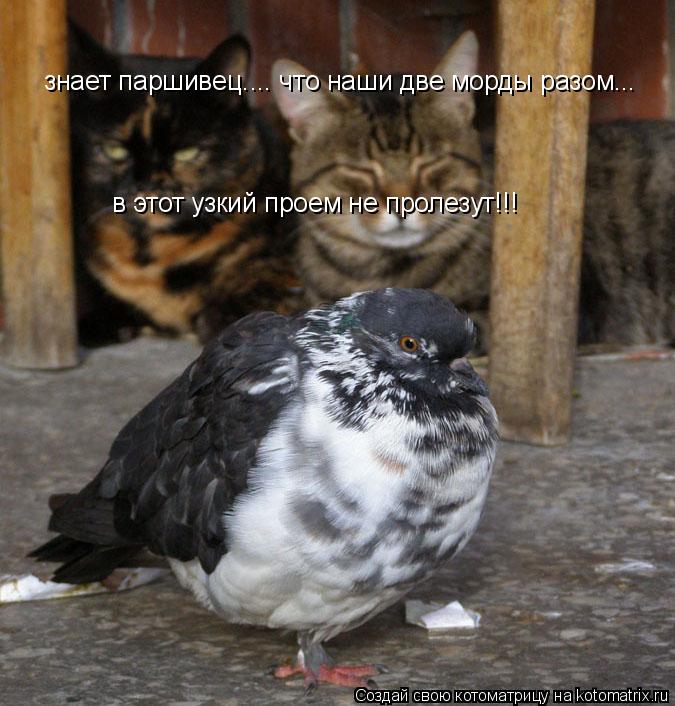 знает паршивец.... что наши две морды разом... в этот узкий проем не пролезут!!!... Котоматрица: знает паршивец.... что наши две морды разом... в этот узкий проем не пролезут!!!