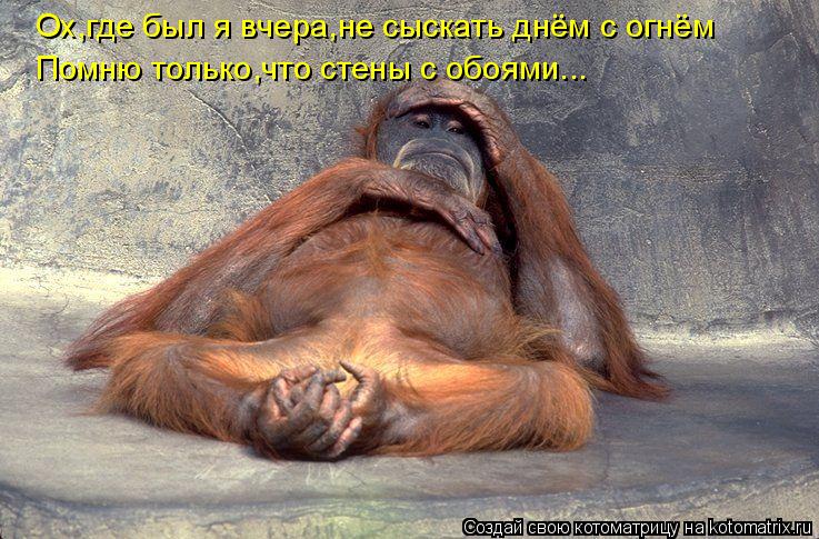 Ох,где был я вчера,не сыскать днём с огнём Помню только,что стены с обоями...... Котоматрица: Ох,где был я вчера,не сыскать днём с огнём Помню только,что стены с обоями...