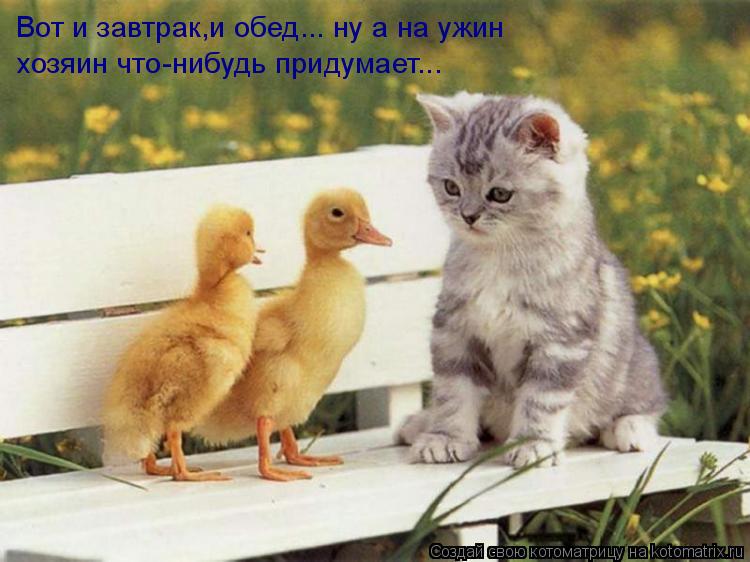 Вот и завтрак,и обед... ну а на ужин хозяин что-нибудь придумает...... Котоматрица: Вот и завтрак,и обед... ну а на ужин хозяин что-нибудь придумает...