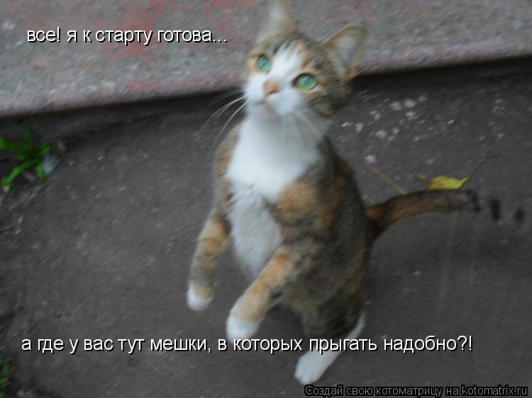 все! я к старту готова... а где у вас тут мешки, в которых прыгать надобно?!... Котоматрица: все! я к старту готова... а где у вас тут мешки, в которых прыгать надобно?!