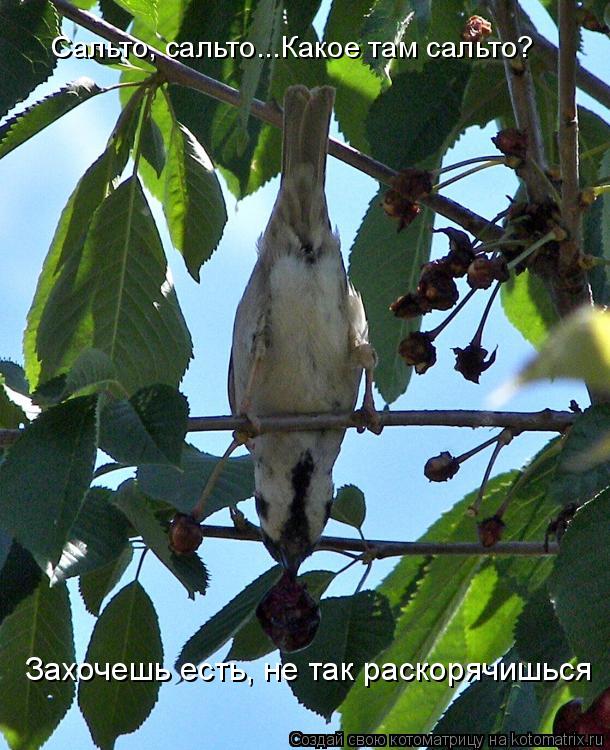 Сальто, сальто...Какое там сальто? Захочешь есть, не так раскорячишься... Котоматрица: Сальто, сальто...Какое там сальто? Захочешь есть, не так раскорячишься