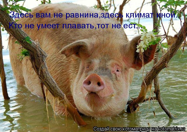 Здесь вам не равнина,здесь климат иной.. Кто не умеет плавать,тот не ест...... Котоматрица: Здесь вам не равнина,здесь климат иной.. Кто не умеет плавать,тот не ест...