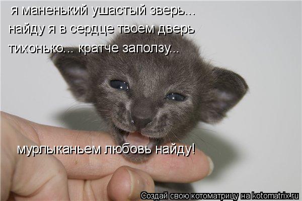 я маненький ушастый зверь... найду я в сердце твоем дверь тихонько... кратче заползу... мурлыканьем л... Котоматрица: я маненький ушастый зверь... найду я в сердце твоем дверь тихонько... кратче заползу... мурлыканьем любовь найду!