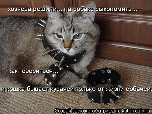 хозяева решили... на собаке сыкономить... как говориться... и кошка бывает кусачей только от жизни со... Котоматрица: хозяева решили... на собаке сыкономить... как говориться... и кошка бывает кусачей только от жизни собачей...