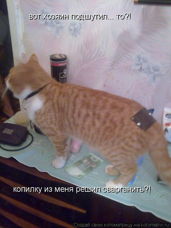 вот хозяин подшутил... то?! копилку из меня решил сварганить?!... Котоматрица: вот хозяин подшутил... то?! копилку из меня решил сварганить?!