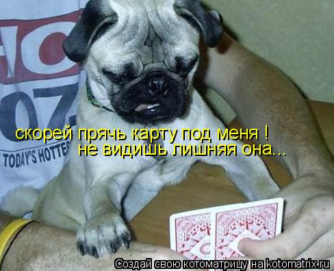 скорей прячь карту под меня ! не видишь лишняя она...... Котоматрица: скорей прячь карту под меня ! не видишь лишняя она...