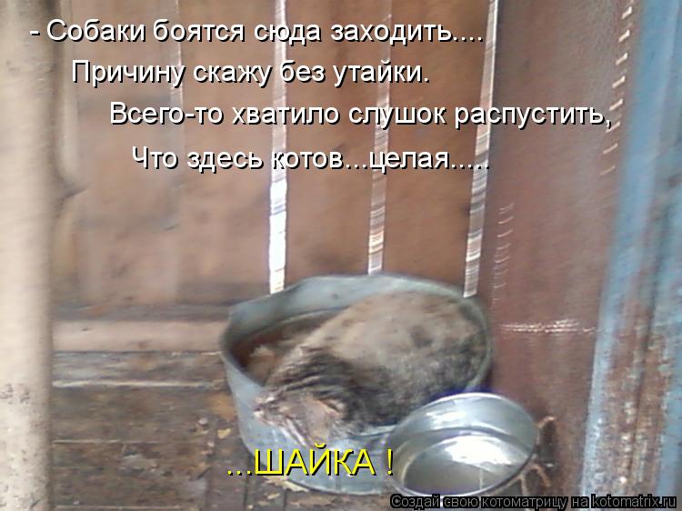 - Собаки боятся сюда заходить.... Причину скажу без утайки. Всего-то хватило слушок распустить, Что з... Котоматрица: - Собаки боятся сюда заходить.... Причину скажу без утайки. Всего-то хватило слушок распустить, Что здесь котов...целая..... ...ШАЙКА !