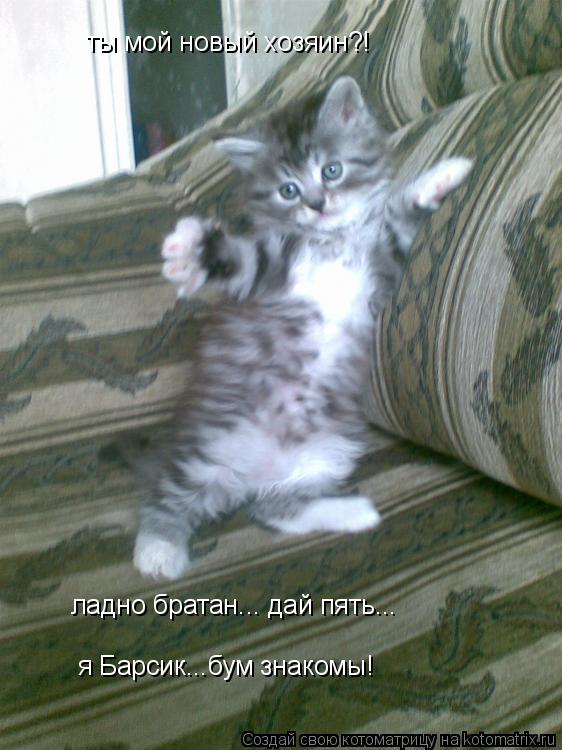 ты мой новый хозяин?! ладно братан... дай пять... я Барсик...бум знакомы!... Котоматрица: ты мой новый хозяин?! ладно братан... дай пять... я Барсик...бум знакомы!