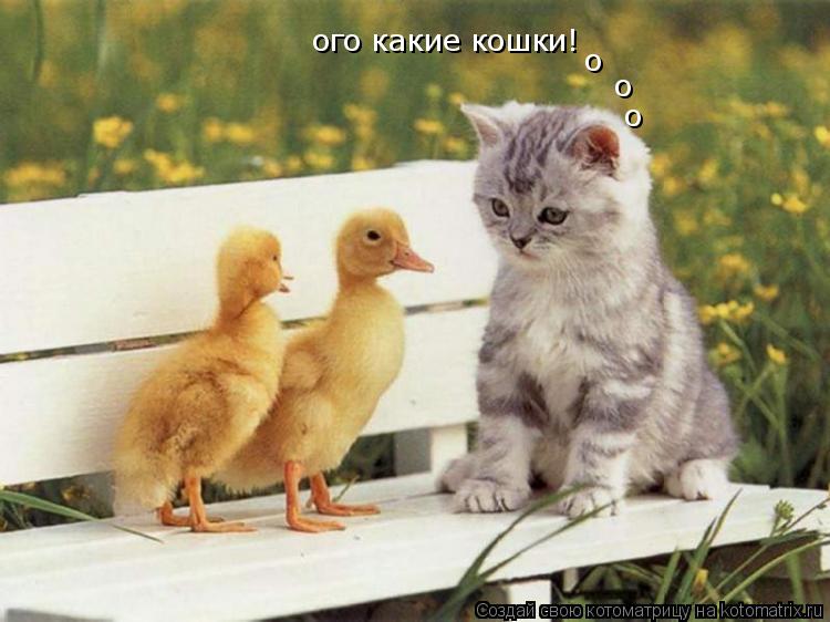 ого какие кошки! о о о... Котоматрица: ого какие кошки! о о о