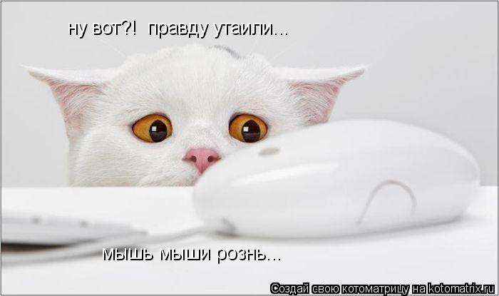 ну вот?! правду утаили... мышь мыши рознь...... Котоматрица: ну вот?! правду утаили... мышь мыши рознь...