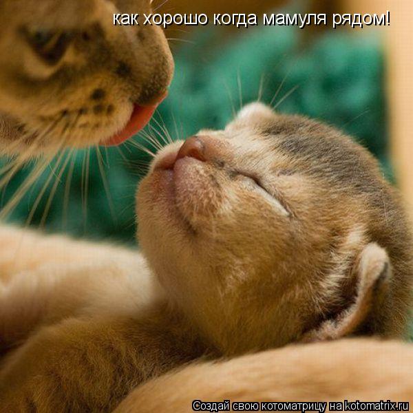 как хорошо когда мамуля рядом!... Котоматрица: как хорошо когда мамуля рядом!