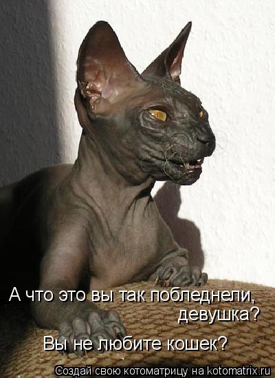 А что это вы так побледнели, девушка? Вы не любите кошек?... Котоматрица: А что это вы так побледнели, девушка? Вы не любите кошек?
