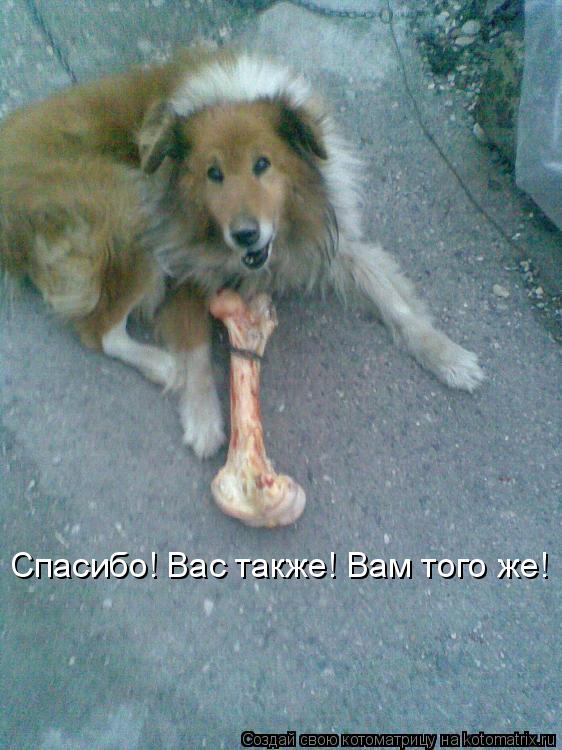 Спасибо! Вас также! Вам того же!... Котоматрица: Спасибо! Вас также! Вам того же!