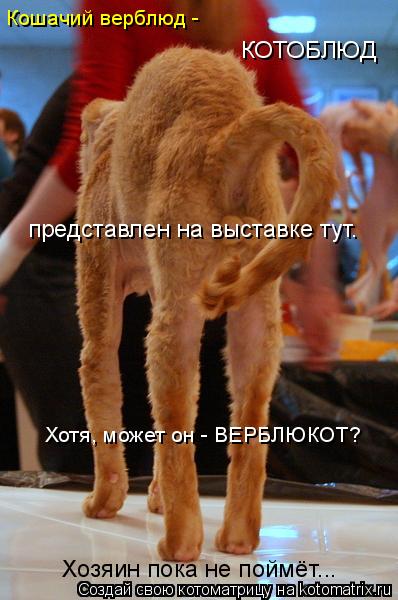 Кошачий верблюд - КОТОБЛЮД представлен на выставке тут. Хотя, может он - ВЕРБЛЮКОТ? Хозяин пока не... Котоматрица: Кошачий верблюд - КОТОБЛЮД представлен на выставке тут. Хотя, может он - ВЕРБЛЮКОТ? Хозяин пока не поймёт...