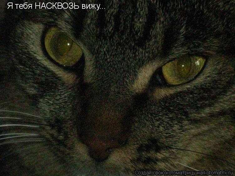 Я тебя НАСКВОЗЬ вижу...... Котоматрица: Я тебя НАСКВОЗЬ вижу...