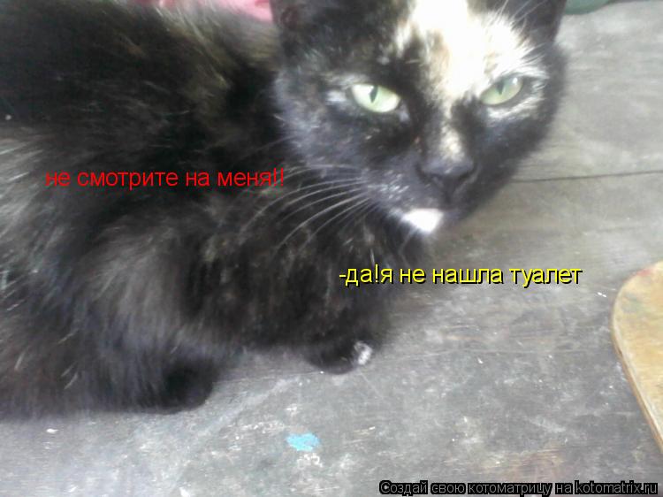 не смотрите на меня!! -да!я не нашла туалет... Котоматрица: не смотрите на меня!! -да!я не нашла туалет