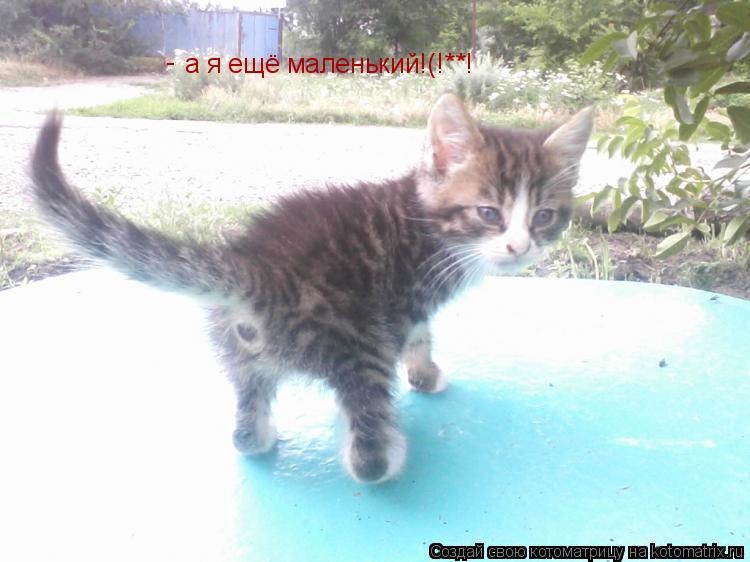 а я ещё маленький!(!**! -... Котоматрица: а я ещё маленький!(!**! -