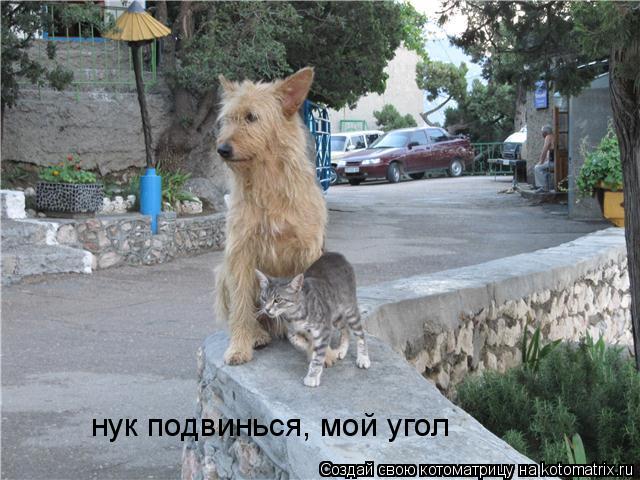 нук подвинься, мой угол... Котоматрица: нук подвинься, мой угол
