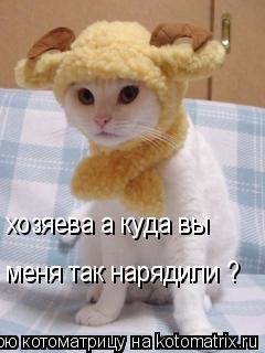 хозяева а куда вы меня так нарядили ?... Котоматрица: хозяева а куда вы меня так нарядили ?