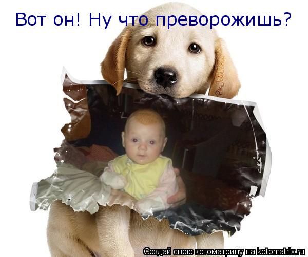 Вот он! Ну что преворожишь?... Котоматрица: Вот он! Ну что преворожишь?