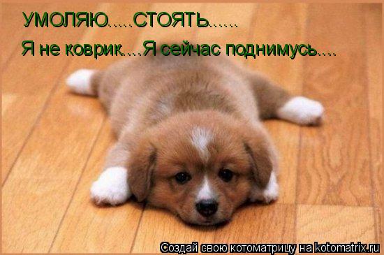 УМОЛЯЮ.....СТОЯТЬ...... Я не коврик....Я сейчас поднимусь....... Котоматрица: УМОЛЯЮ.....СТОЯТЬ...... Я не коврик....Я сейчас поднимусь....