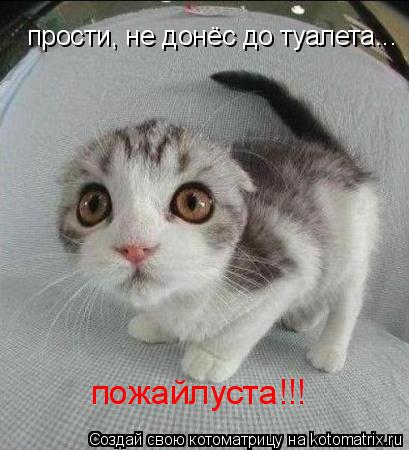 прости, не донёс до туалета... пожайлуста!!!... Котоматрица: прости, не донёс до туалета... пожайлуста!!!
