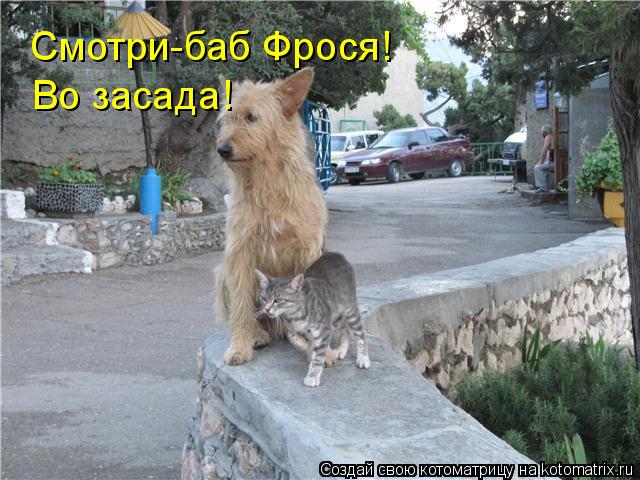 Смотри-баб Фрося! Во засада!... Котоматрица: Смотри-баб Фрося! Во засада!