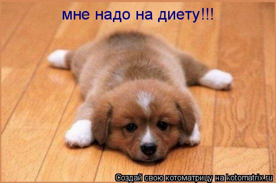 мне надо на диету!!!... Котоматрица: мне надо на диету!!!