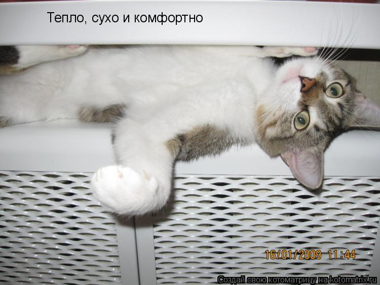 Тепло, сухо и комфортно... Котоматрица: Тепло, сухо и комфортно