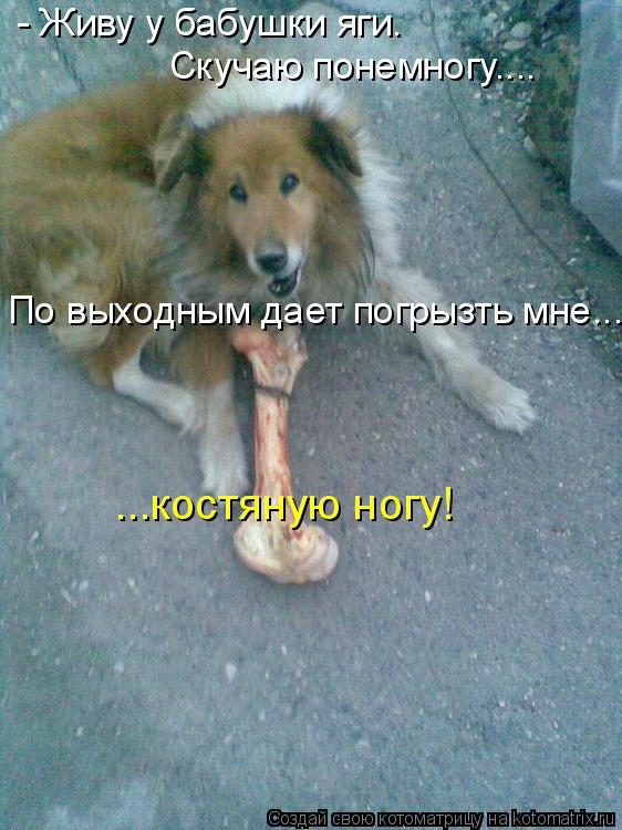 - Живу у бабушки яги. Скучаю понемногу.... По выходным дает погрызть мне... ...костяную ногу!... Котоматрица: - Живу у бабушки яги. Скучаю понемногу.... По выходным дает погрызть мне... ...костяную ногу!