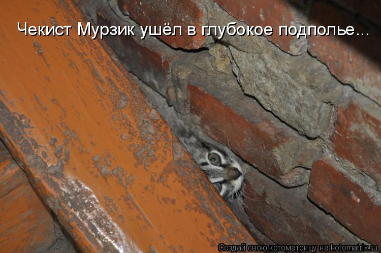 Чекист Мурзик ушёл в глубокое подполье...... Котоматрица: Чекист Мурзик ушёл в глубокое подполье...