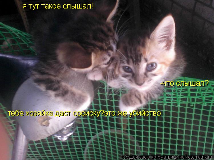 я тут такое слышал! -что слышал? тебе хозяйка даст сосиску?это же убийство... Котоматрица: я тут такое слышал! -что слышал? тебе хозяйка даст сосиску?это же убийство