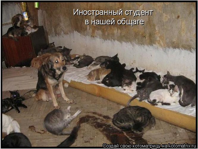 Иностранный студент в нашей общаге... Котоматрица: Иностранный студент в нашей общаге